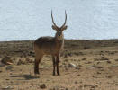 . . . et Monsieur waterbok.