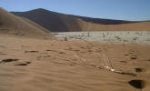 Le Dead Vlei � sec . . .
