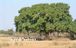 Rencontres insolites: palabres � l'ombre d'un vieil arbre . . .