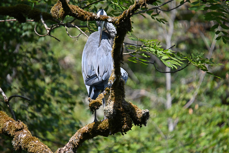 <div></div>