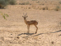 Une d�licate gazelle au bord de la route