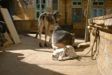 La tradition n'est pas pr�te de se perdre